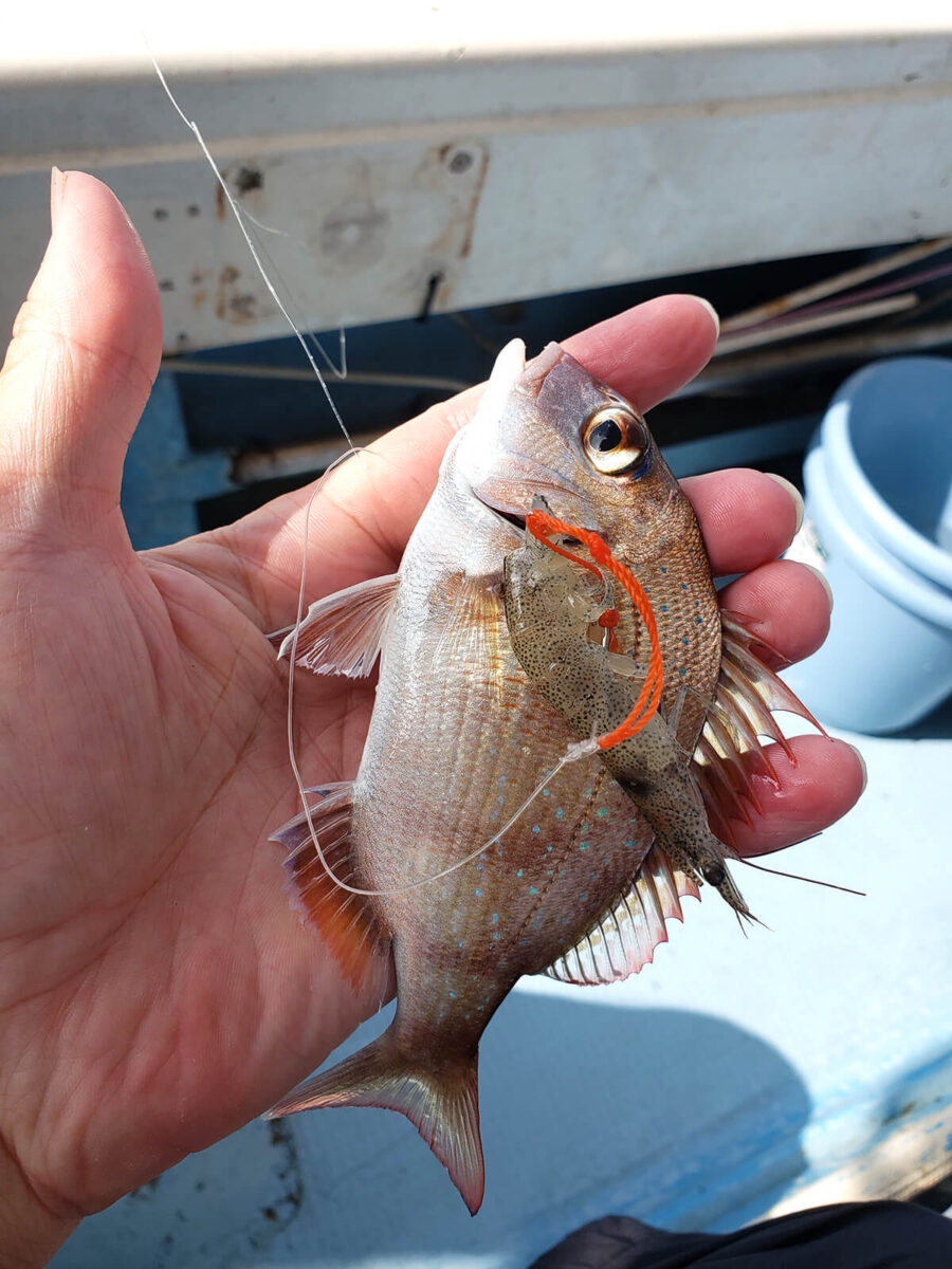 鯛釣りは得意です