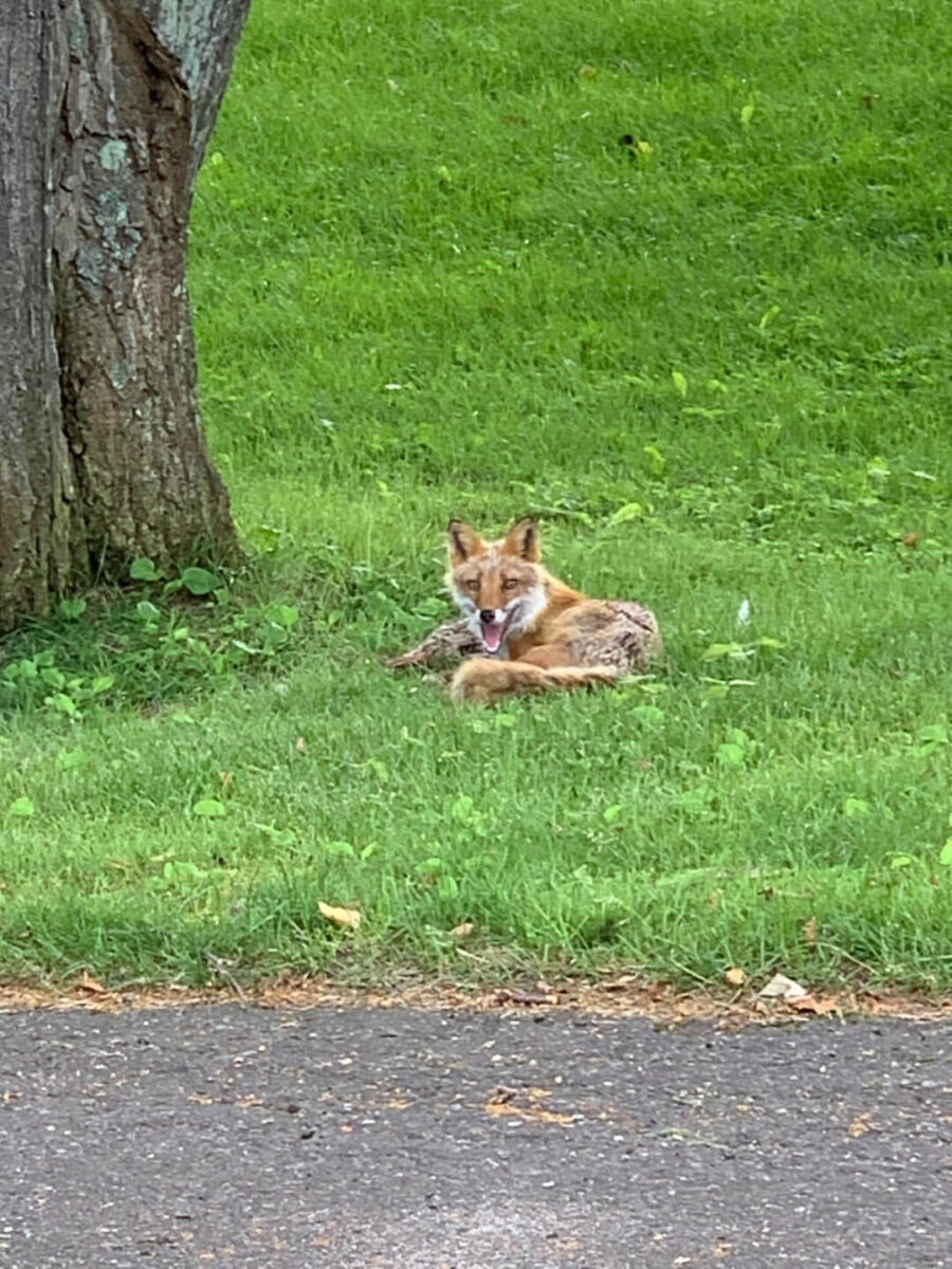 ゴルフ場でキタキツネ発見