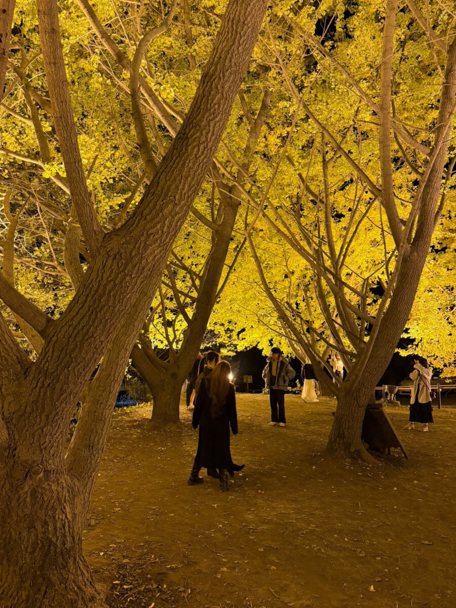 垂水の千本イチョウ