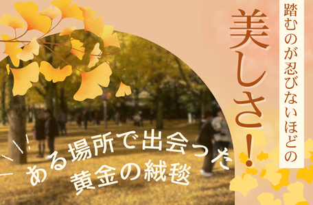 【スタッフのブログ】踏むのが忍びないほどの美しさ！ある場所で出会った黄金の絨毯