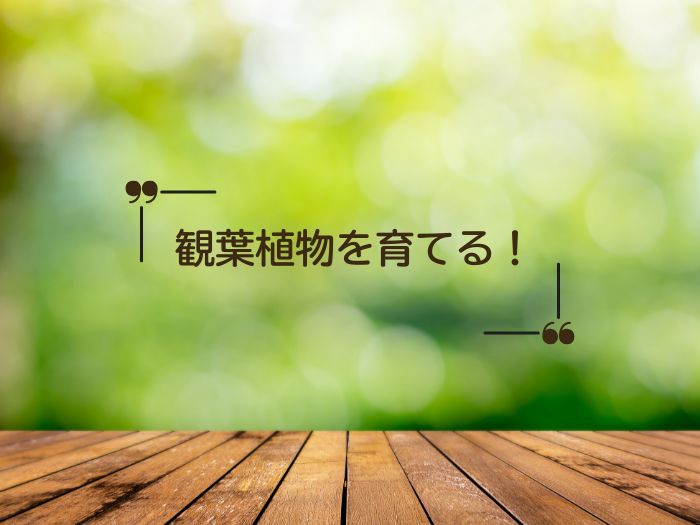 フィカス・ベンガレンシスを挿し木で