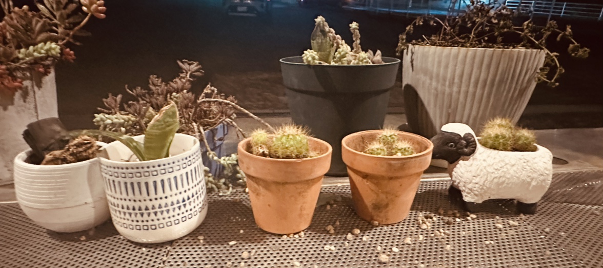 庭ってやっぱり・・