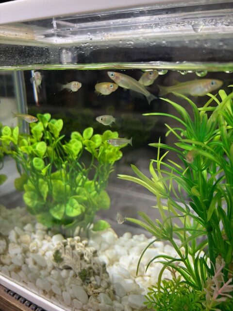 我が家のめだかちゃん