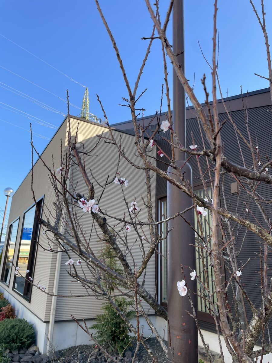 モデルハウスと春の気配