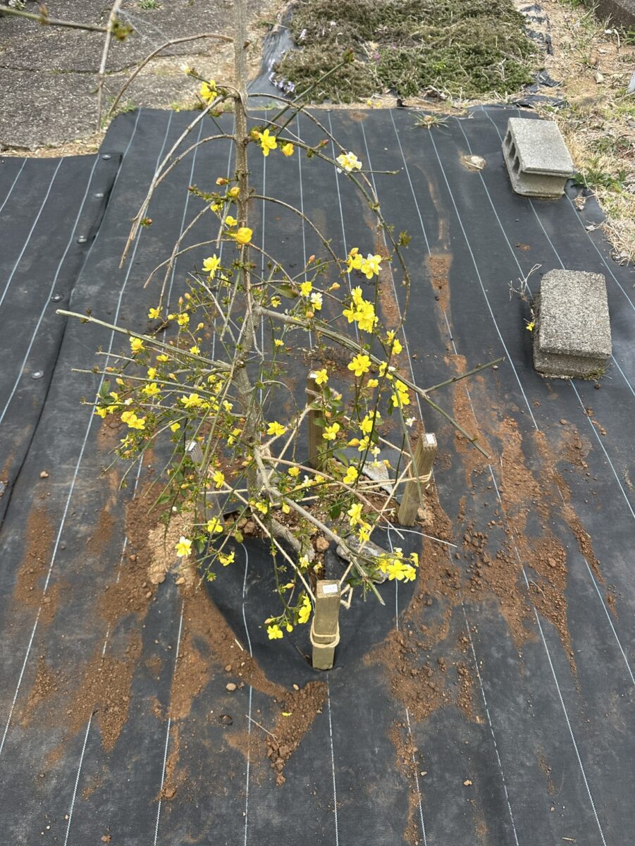 春、新しい暮らし