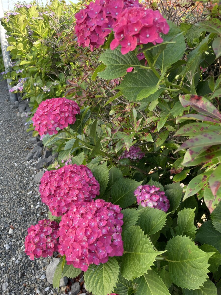 紫陽花