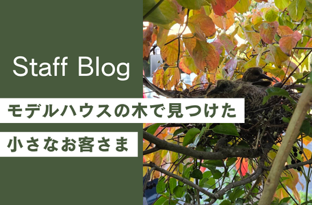 【発見】モデルハウスの木で見つけた小さなお客さま 🏡